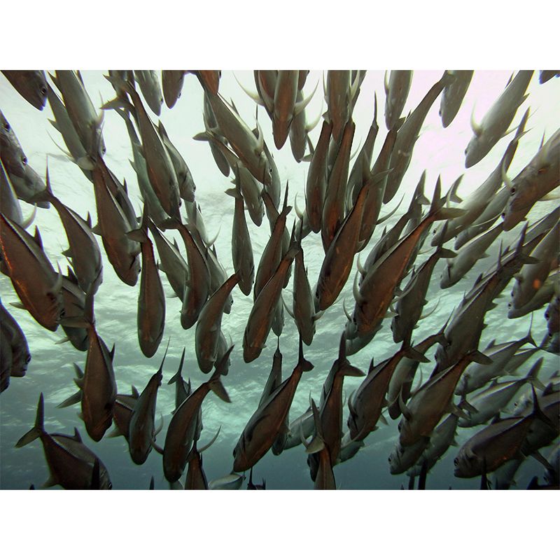 Decorative Wall Mural Seabed Pattern Drawing Room Wall Mural