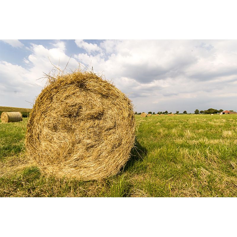 Moisture Resistant Straw Bales Mural Wall Covering for Bedroom Decoration