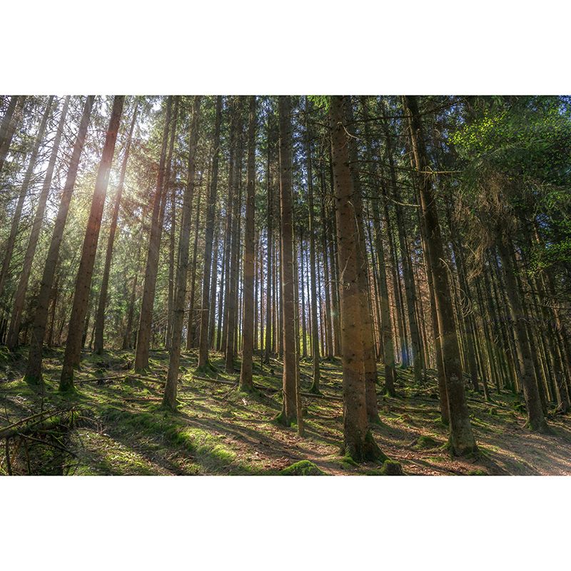 Forest Mural Mildew Resistant Contemporary Photography Sitting Room Wall Mural