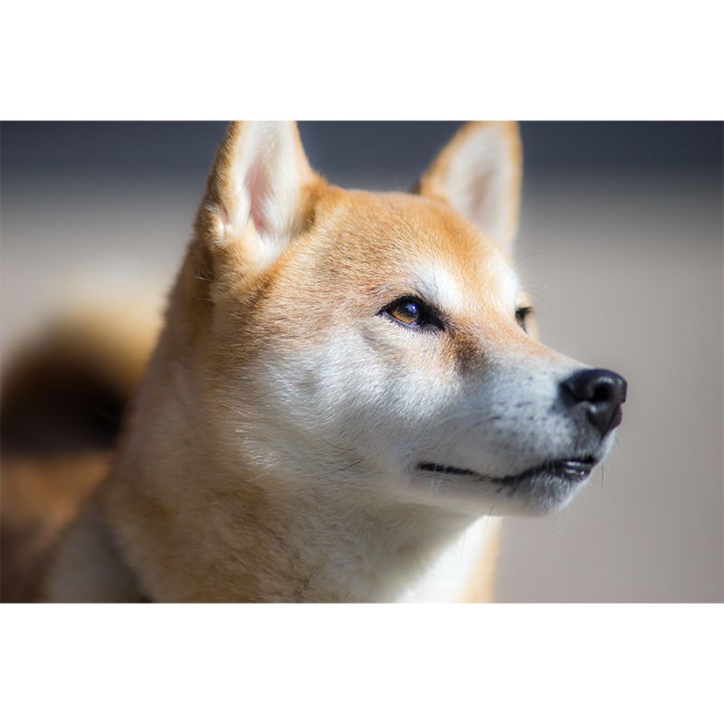 Shiba Inu Mural Environment Friendly Wallpaper Home Decoration for Bedroom