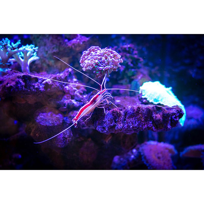 Underwater Creature Wall Decals for Girls Boys Bedroom, Moisture Resistant