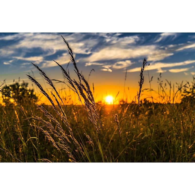 Customized Wheat Field Mural Stain Resistant with Plump Ears of Wheat Pattern for Dining Room