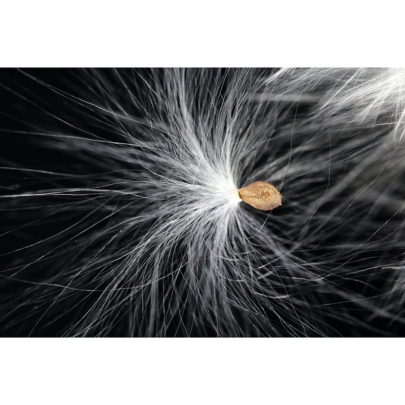 Simple Plumage Wall Murals Contemporary Wall Art for Bedroom, Water Resistant