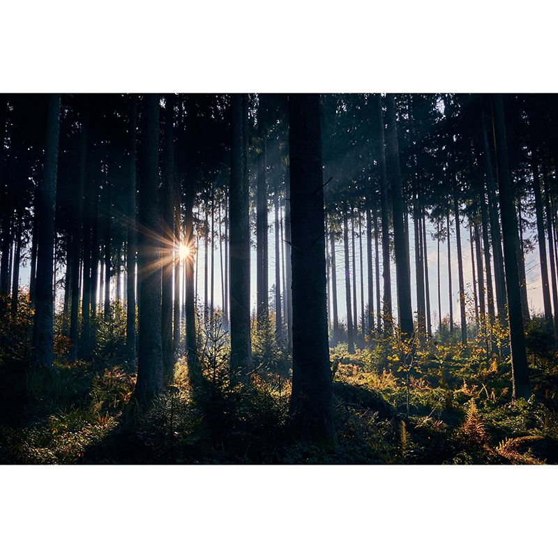 Photography Forest Mural Wallpaper for Sitting Room Decor Multiple Sizes Available