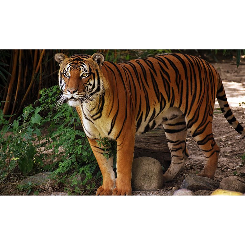 Modern Tiger Mural Wallpaper Moisture Resistant Living Room Wall Covering