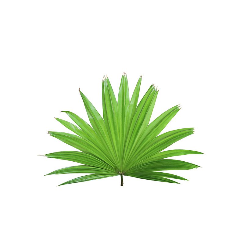 Tropical Leaves Mural Soft Color Stain Resistant Wall Art for Living Room