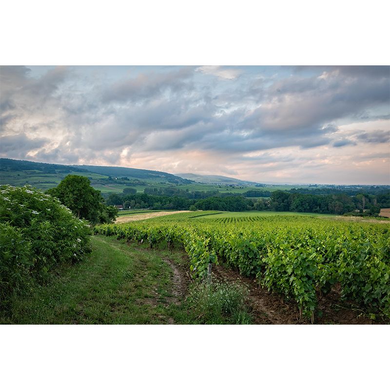 Customized Modern Grapevine Mural Wallpaper Green Plants Mildew Resistant