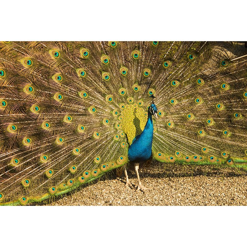 Beautiful Peacock Mural Wallpaper Stain Resistant Wall Covering for Living Room