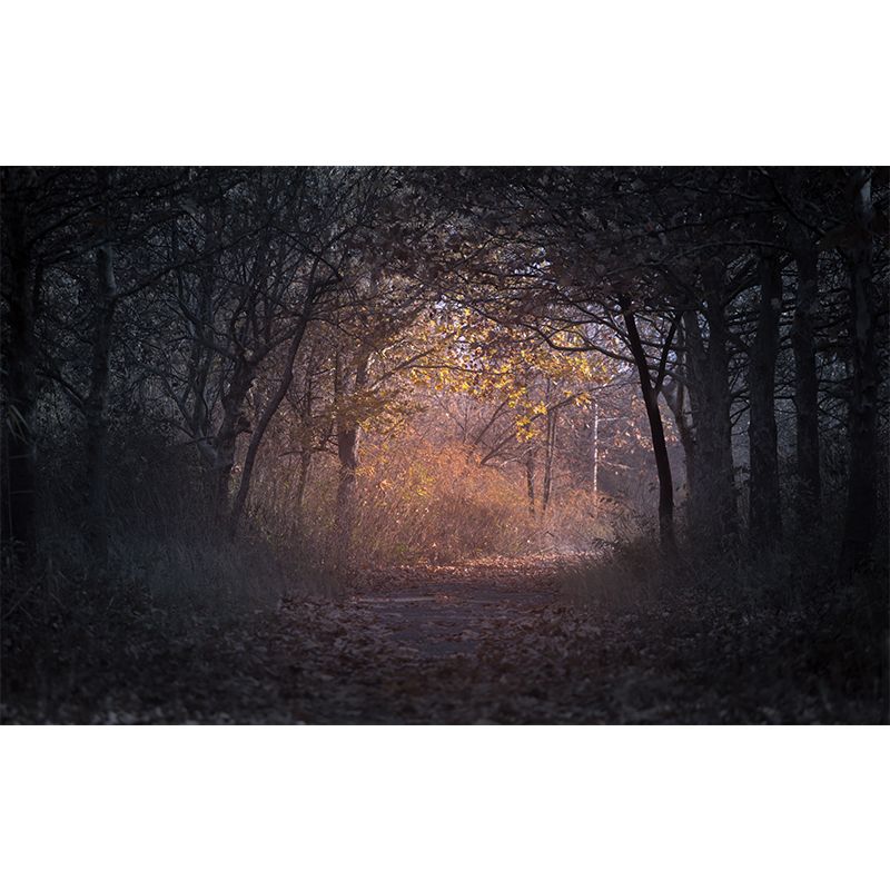 Environmental Forest Photography Wall Mural Living Room Wallpaper