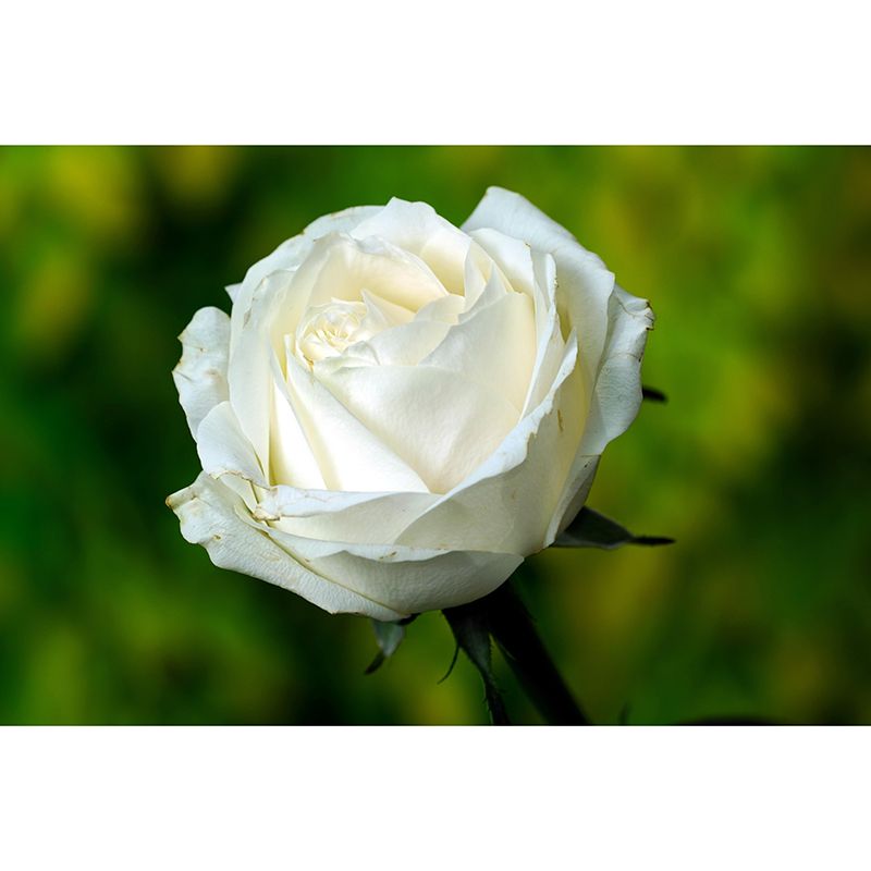 Photography Rose Mural Wallpaper for Sitting Room Decor Multiple Sizes Available