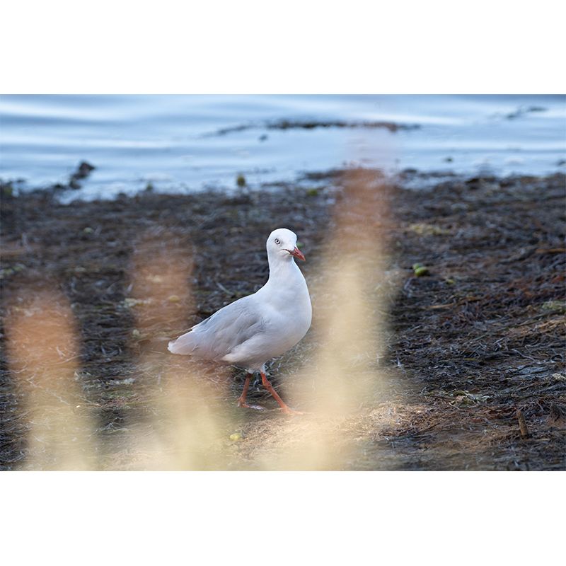 Photography Seagull Mural Wallpaper Environment Friendly for Living Room