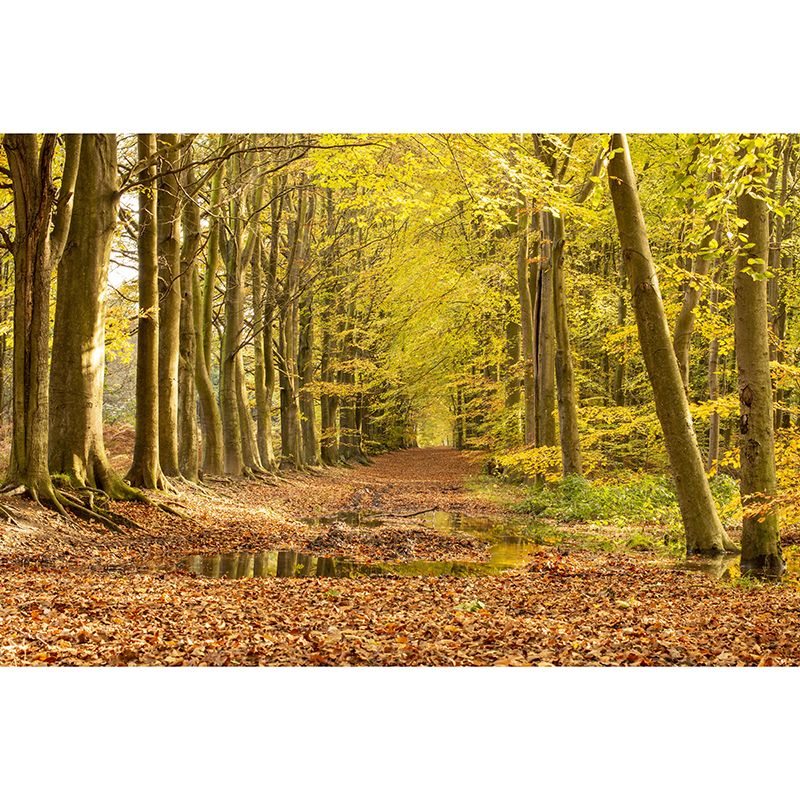 Forest Scenery Moisture Resistant Living Room Wall Decor, Custom Size Available