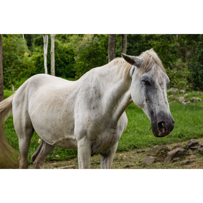 Horse Mural Contemporary Mildew Resistant Wall Covering for Living Room