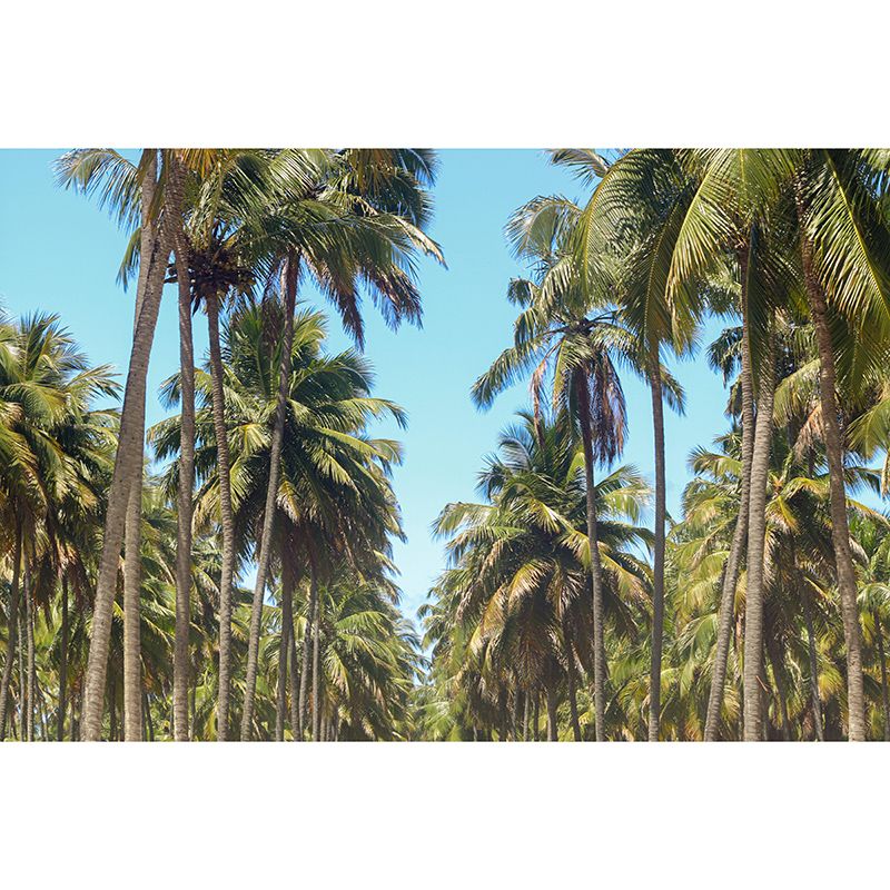 Tree Mural Tropical Mildew Resistant Palm Photography Sitting Room Wall Mural