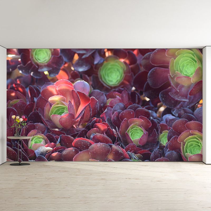 Succulent Plants Wall Mural for Modern Living Room Stain Resistant, Custom Size
