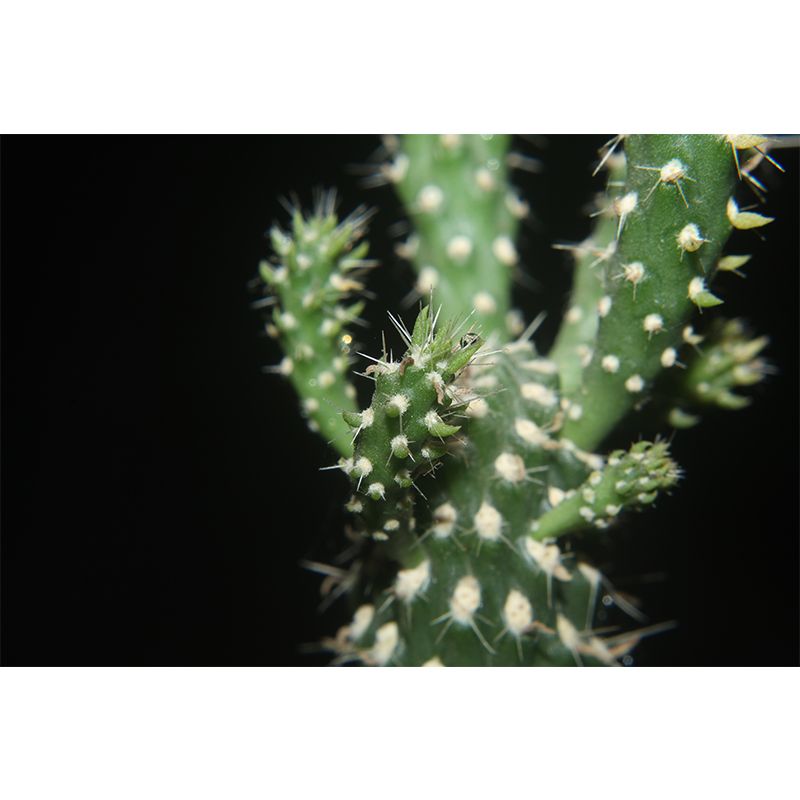 Cactus Mural Wallpaper Personalized Size Contemporary Wall Art for Reading Room