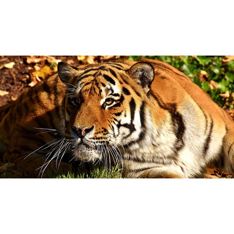 Photography Tropical Tiger Mural Wall Decor Eco-friendly Wall Art for Decoration