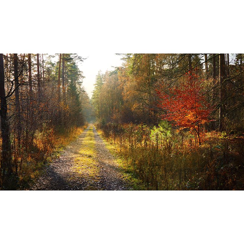 Customized Photography Space Extension Mural Eco-friendly for Home Decor