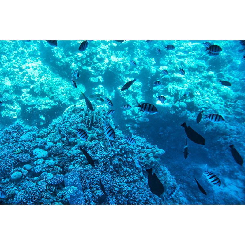 Photography Modern Style Wallpaper Underwater Home Decor Wall Mural