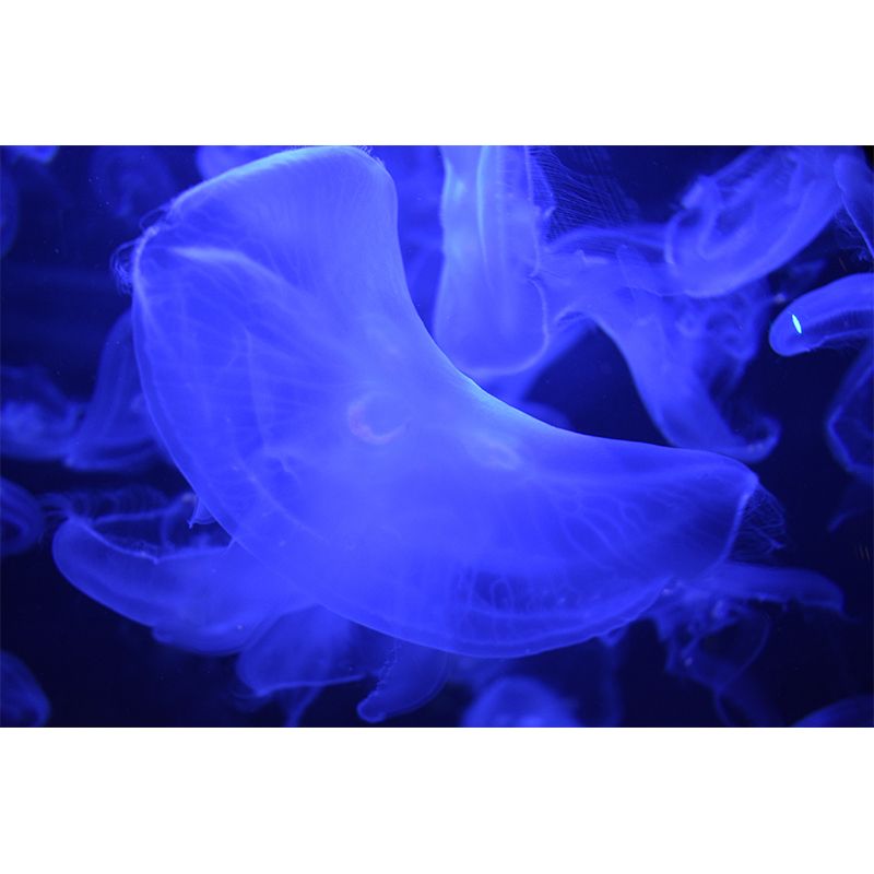 Tropical Sea Fish Mural for Living Room Bedroom, Removable, Customized Size