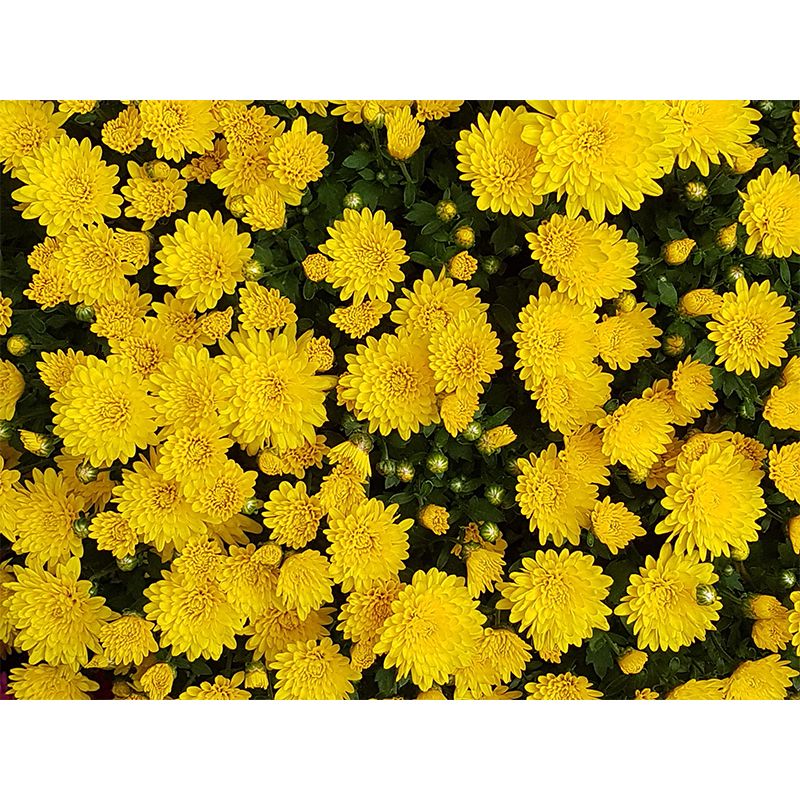 Photography Flower Mural Mildew Resistant Wallpaper Sleeping Room Wall Mural