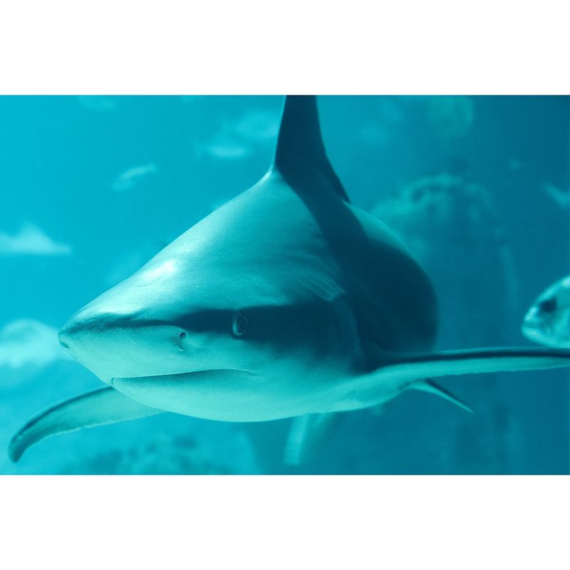 Fashionable Wall Mural Shark Pattern Drawing Room Wall Mural