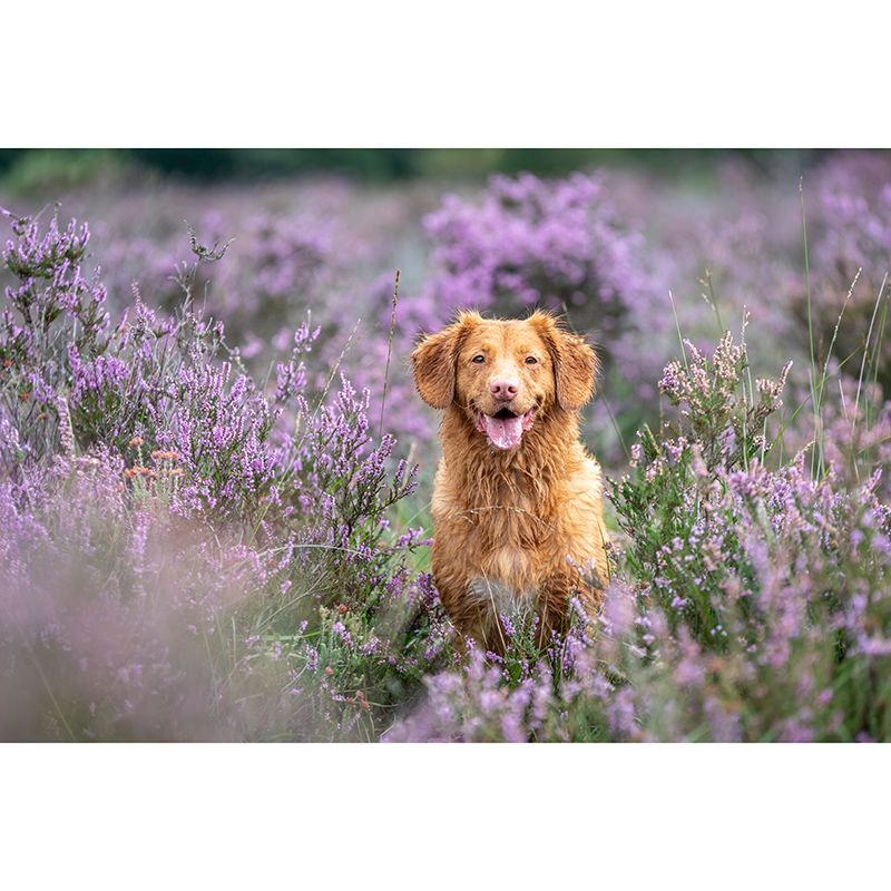 Lovely Dogs Photography Mural Wallpaper Decorative Bedroom Wall Mural