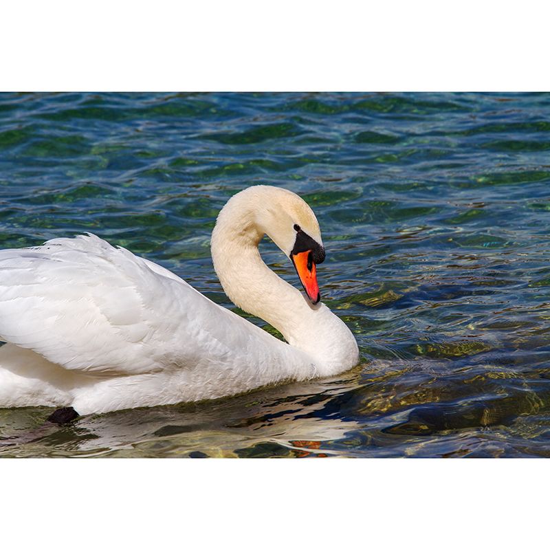 White Goose Animal Mural Full Size Wall Covering for Home Decoration, Made to Measure