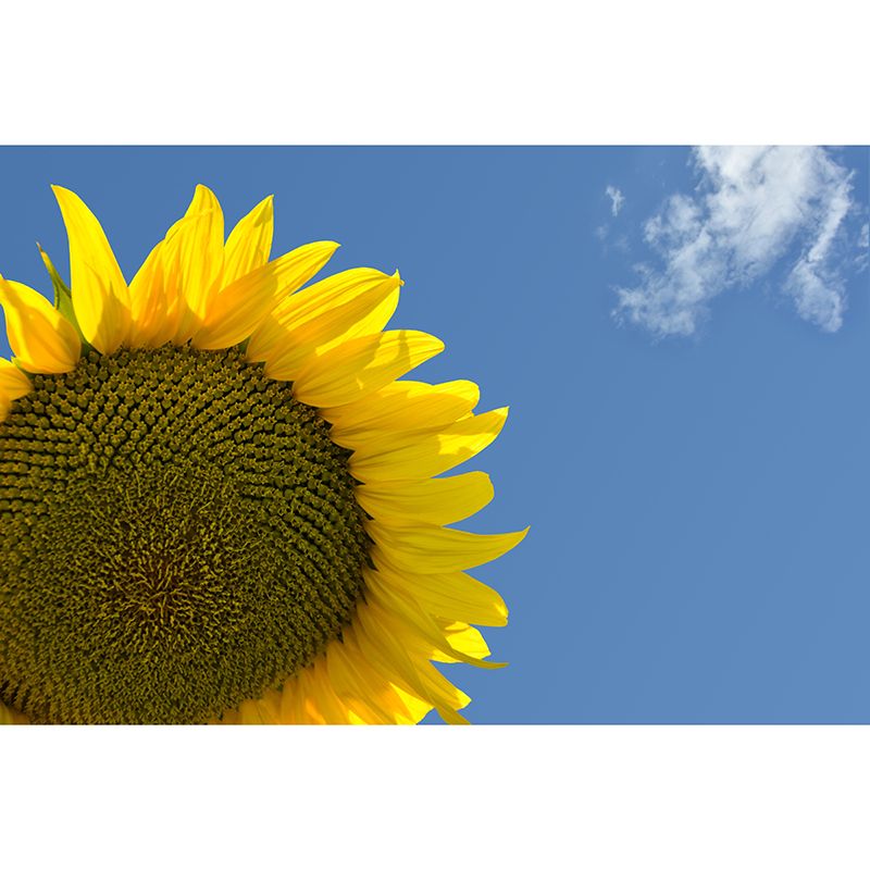 Minimalistic Sunflower Wall Mural Living Room Bedroom Entryway Cafe Design