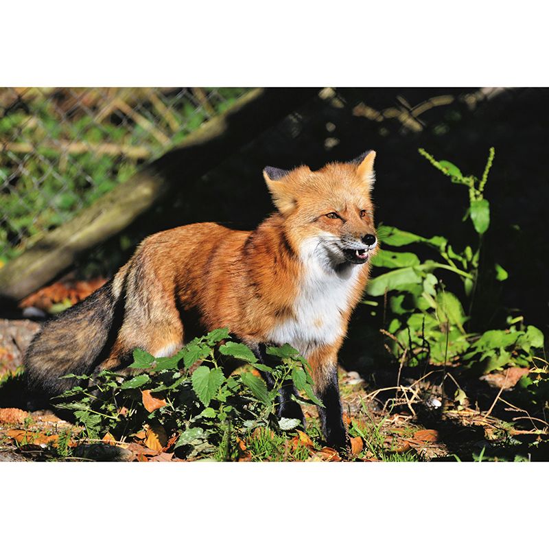 Customized Red Fox Wall Mural Horizontal Photography for Sleeping Room Decoration