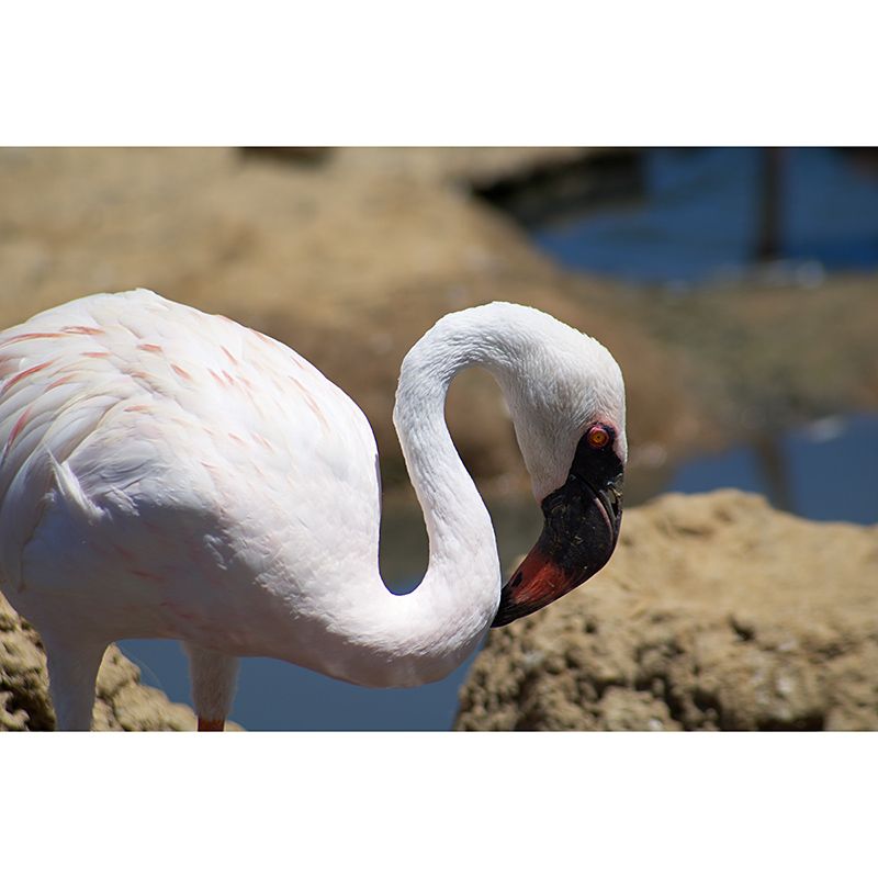 Tropical Flamingo Wall Mural Moisture Resistant Wall Covering for Living Room, Customised