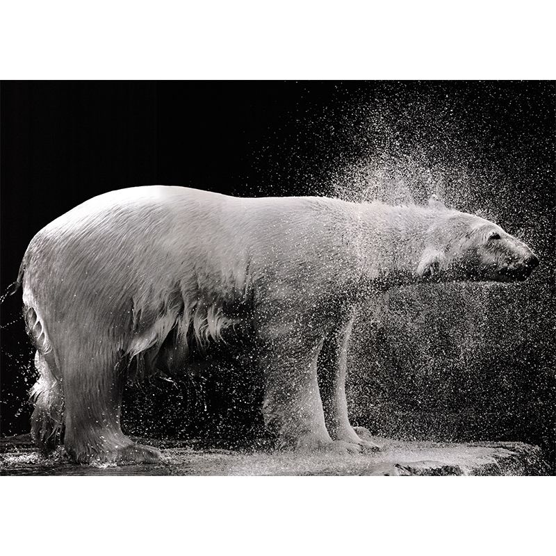 Cool Polar Bear Wall Covering for Living Room, Dark, Custom Size Available