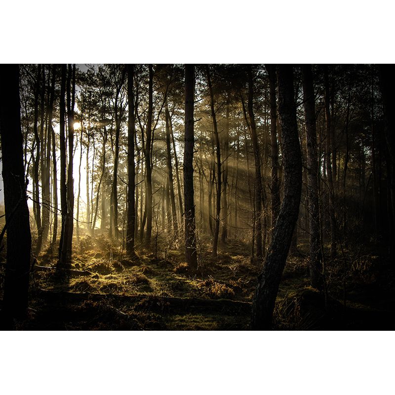 Deep Forest Wallpaper Murals Modern Waterproof Living Room Wall Covering