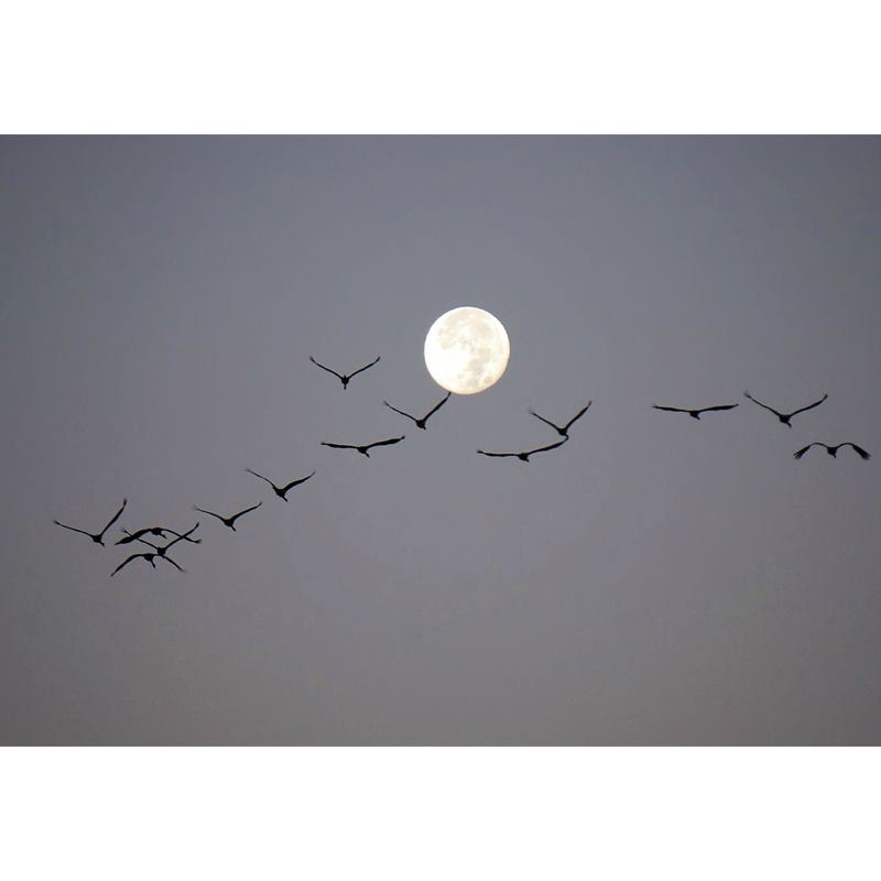 Full Moon and Gulls Mural Modern Waterproof Living Room Wall Art, Made to Measure
