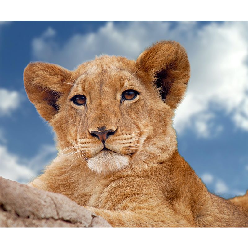 3D Print Leopard Contemporary Wild Animal Mural Mildew Resistant Wallpaper for Home