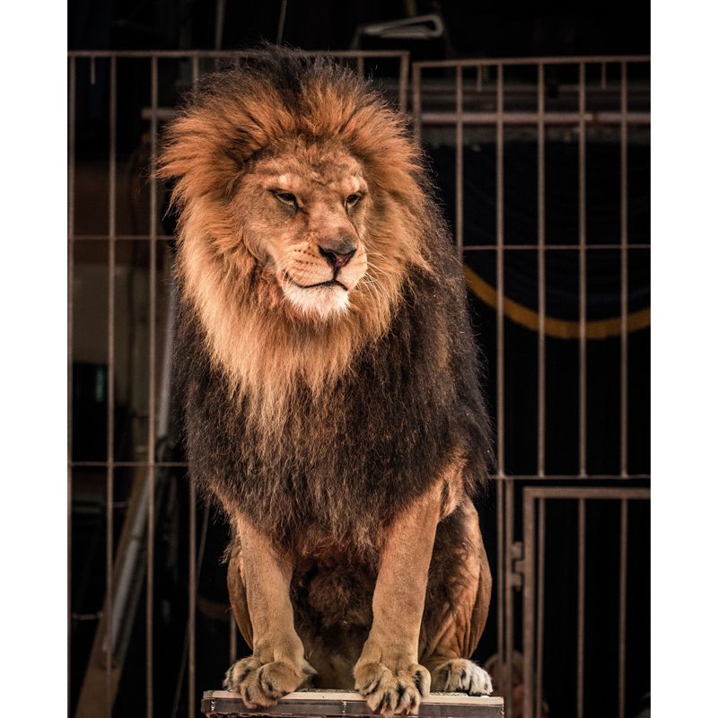 Brown Caged Lion Wall Mural Stain-Proof Modern Living Room Wall Covering, Custom Size