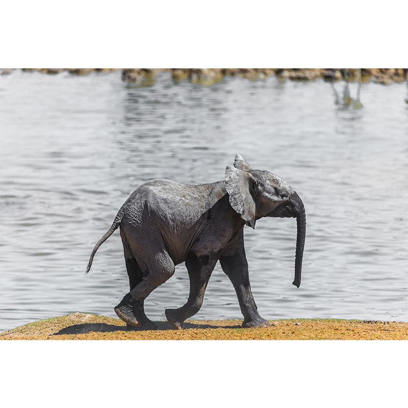 Photography Baby Elephant Mural Wall Decor Mildew Resistant Living Room Wall Mural Wall Art