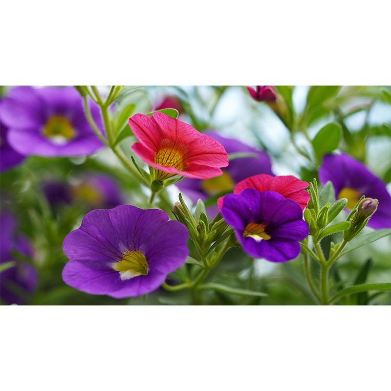 Contemporary Morning Glory Wall Mural Moisture Decorative Eco-friendly for Home Decor