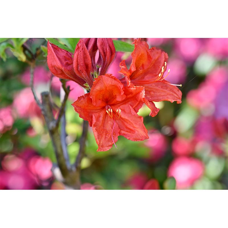 Modernist Rhododendron Murals Decal Stain Resistant Wall Art for Girls' Bedroom