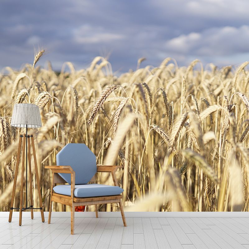 Wheat Field Photography Wall Mural Wallpaper Sitting Room Wall Mural