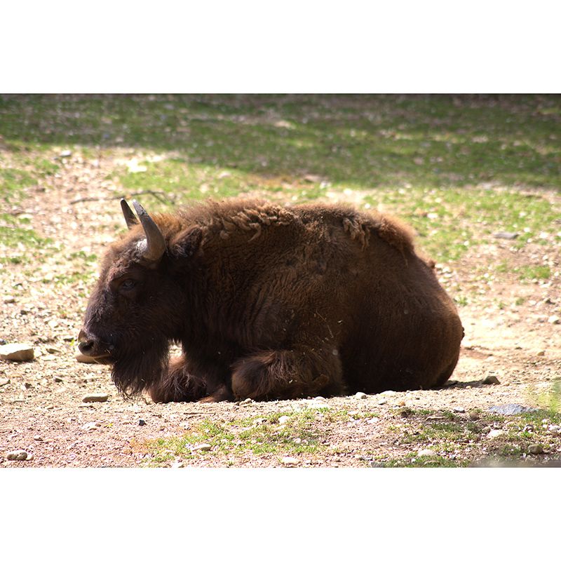 Bison Animals Mural Wallpaper for Sitting Room Decoration, Made to Measure