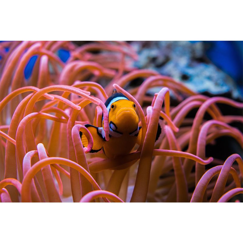 Tropical Seabed Mural Full Size Clownfish Pattern Wall Decoration for Living Room