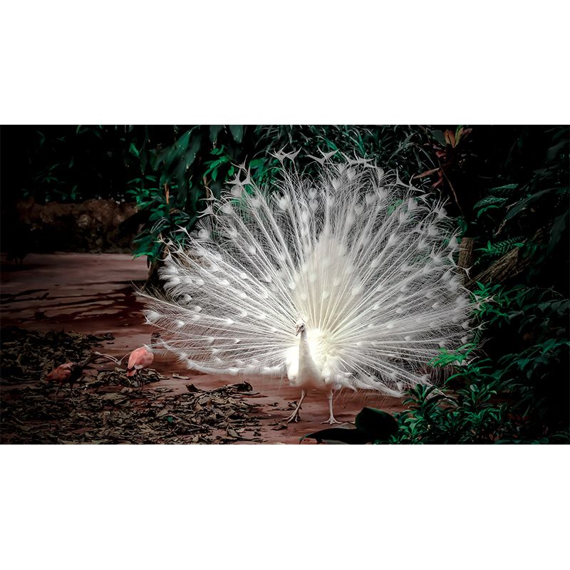 Peacock Mural Wallpaper Water Resistant for Sitting Room, Custom Size Available