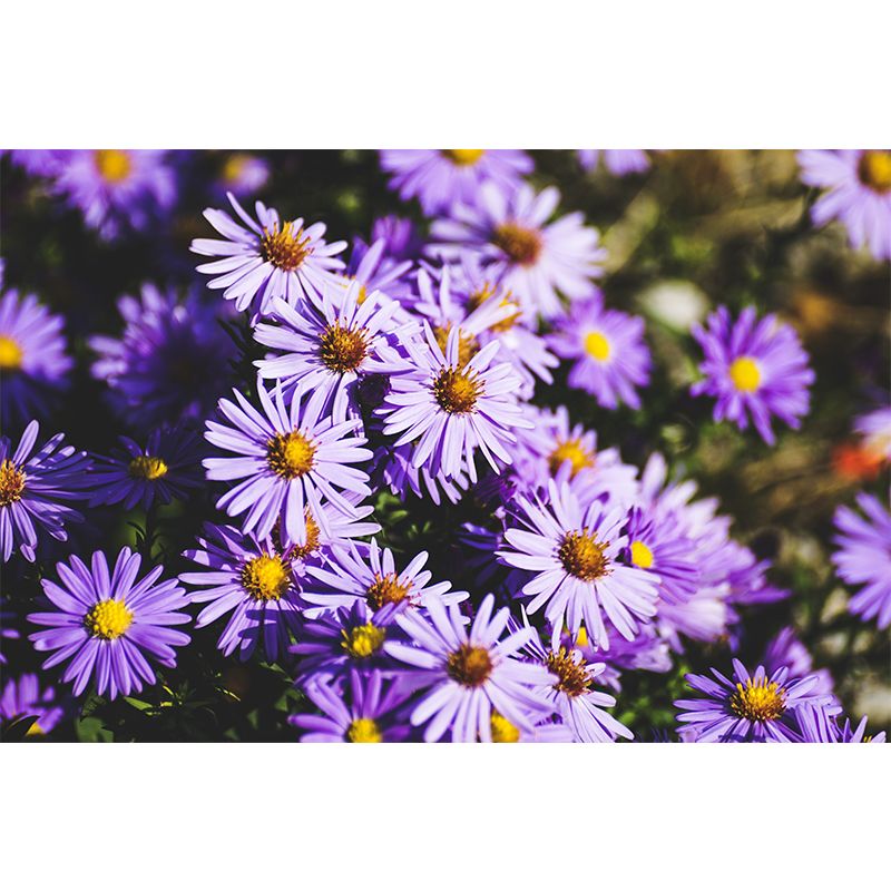 Multicolor Flower Wall Decor for Bedroom Moisture Resistant, Custom Size Available