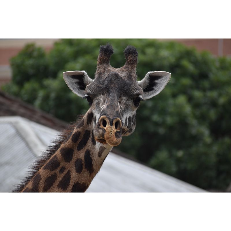 Giraffe Animal Mural Wallpaper Stain Resistant Wall Covering for Living Room