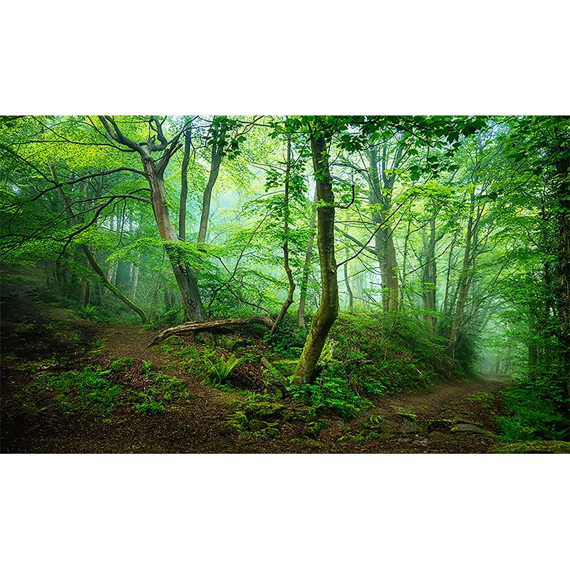 Whole Forest Wall Covering Green Non-Woven Material Mural Wallpaper for Home Decor, Custom-Printed