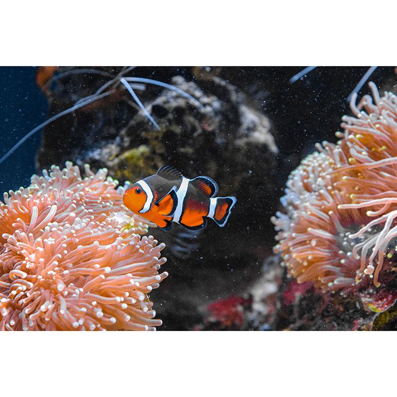 Tropical Photography Wall Mural Fish Pattern Stain Resistant Wall Mural