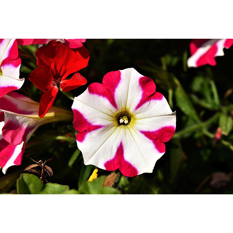 Beautiful Petunia Mural Wallpaper Mildew Resistant for Living Room Decor