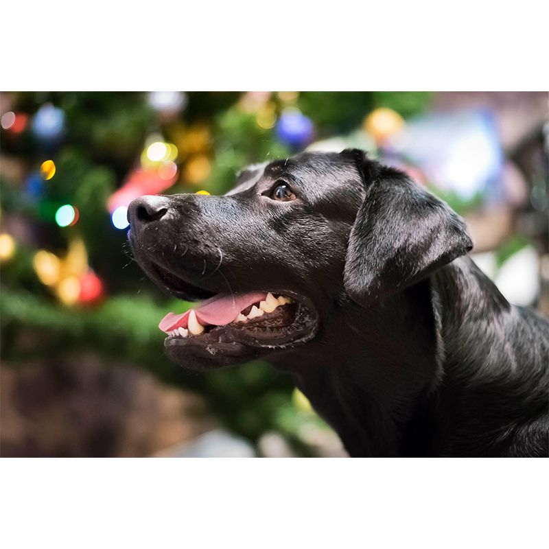 Lovely Labrador Mural Wall Decor Living Room Wall Covering for Decoration