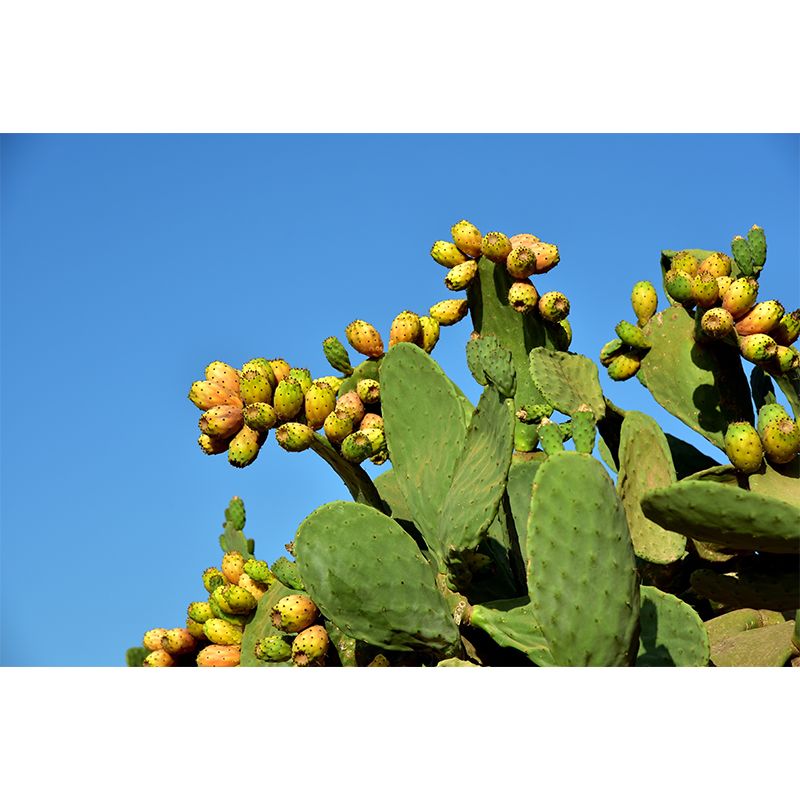 Green Cactus Wall Mural Modernism Wall Decoration for Sitting Room, Made to Measure